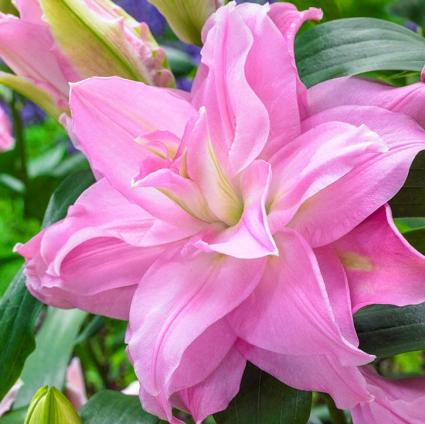 Editha Oriental Lily