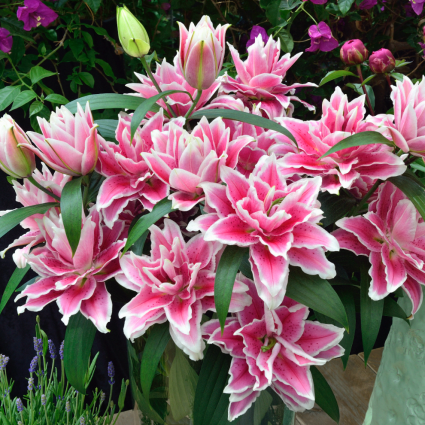 Samantha Oriental Lily
