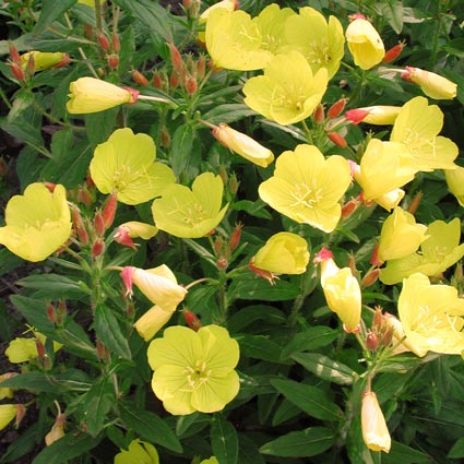 OENOTHERA/PRIMROSE