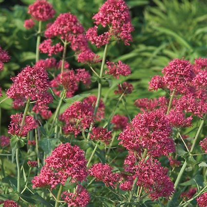 CENTRANTHUS/VALERIAN