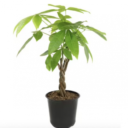 Braided Money Tree 4"