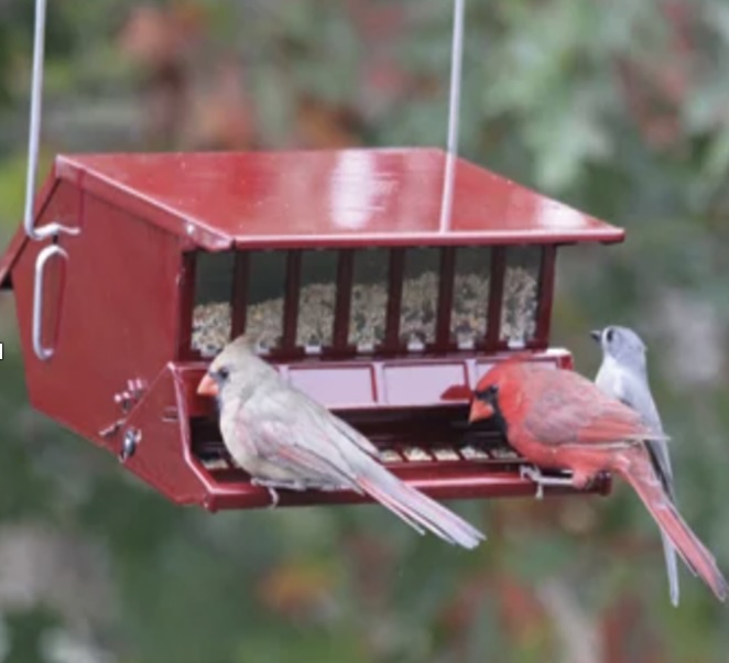Reflective Red Bird's Choice