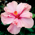 Double Pink Rose of Sharon 'Althea' 3-5 gal