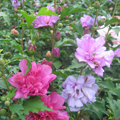Fireworks Double Rose of Sharon 'Althea' 3-5 gal