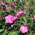 Raspberry Smoothie Rose of Sharon 'Althea' 3-5 gal