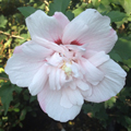 Strawberry Smoothie Rose of Sharon 'Althea' 3-5 gal