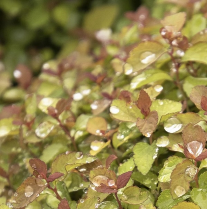 Butterscotch Baby Spirea 2G