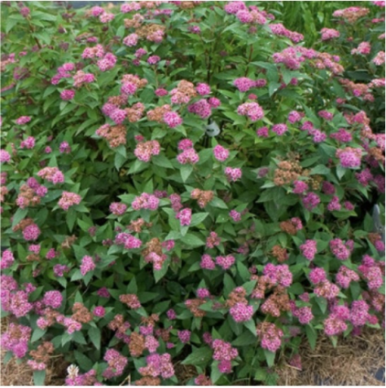 Double Play® Artisan® Spirea 2G