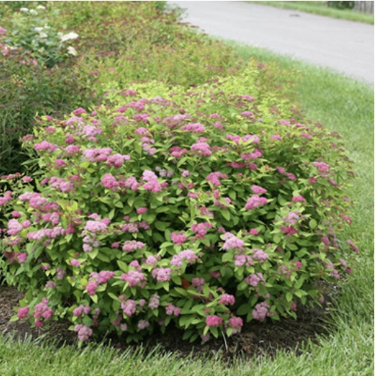 Double Play Big Bang® Spirea 3-5G