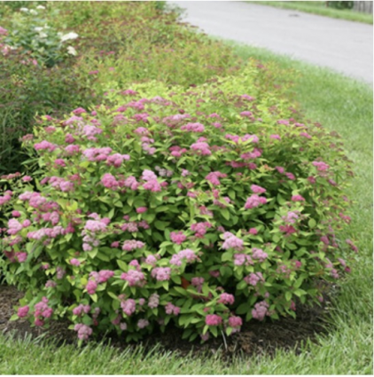 Double Play Big Bang® Spirea 3-5G