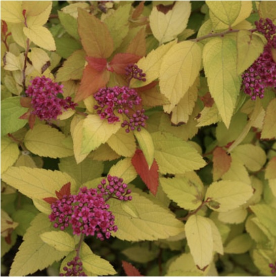 Double Play® Candy Corn® Spirea  3-5G