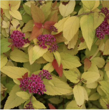 Double Play® Candy Corn® Spirea  3-5G