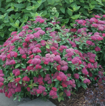 Double Play Doozie® Spirea 3-5G
