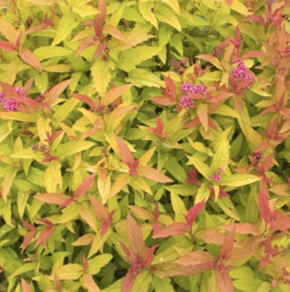 Double Play® Gold Spirea 3-5G