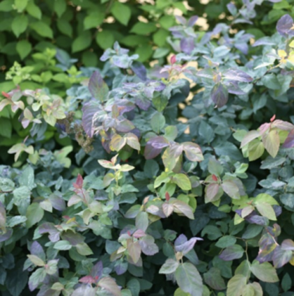 Double Play® Blue Kazoo® Spirea 2G