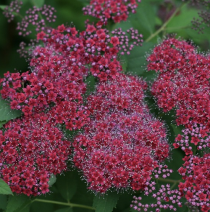 Double Play® Red Spirea 2G