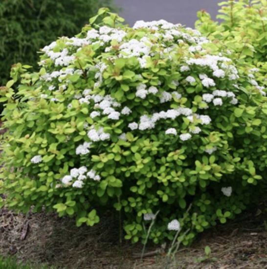 Glow Girl® Birchleaf Spirea 3-5G