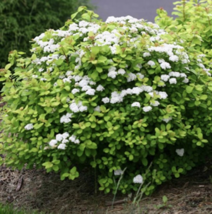 Glow Girl® Birchleaf Spirea 3-5G