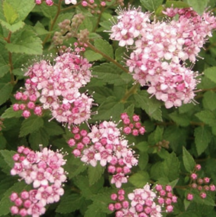 Little Princess Spirea 3-5G 