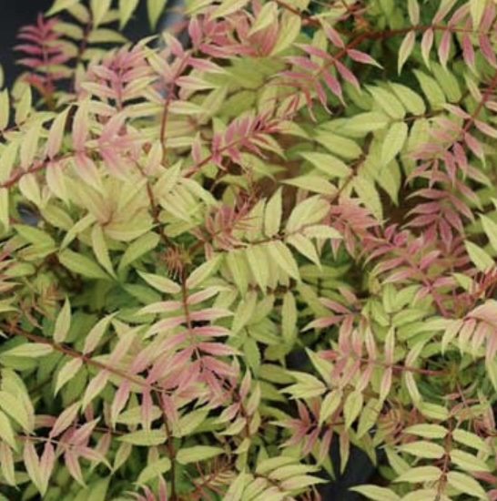 Mr. Mustard Sorbaria Spirea 3-5G