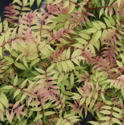 Mr. Mustard Sorbaria Spirea 3-5G
