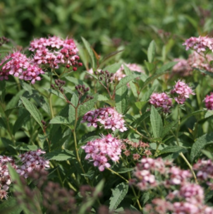 Anthony Waterer Spirea 3-5G