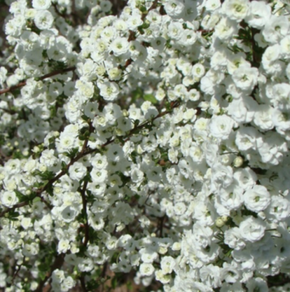 Double Bridal Wreath Spirea 5G