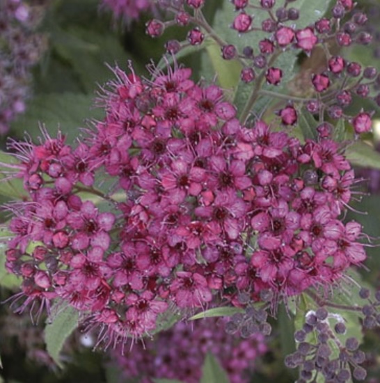 Froebeli Spirea 2G
