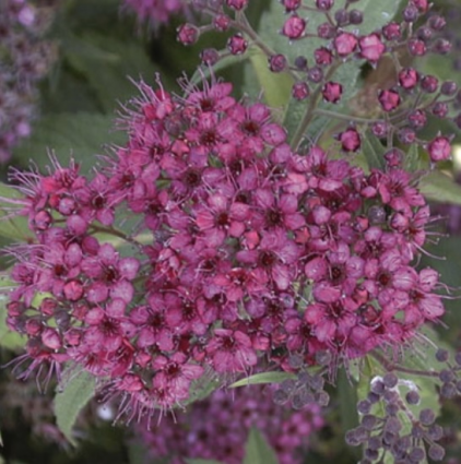 Froebeli Spirea 2G