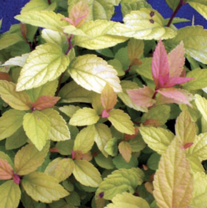 Goldmound Spirea 3-5G