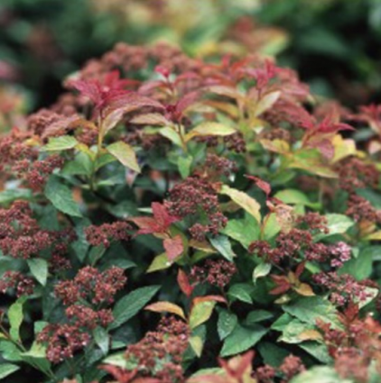 Goldmound Spirea 2G