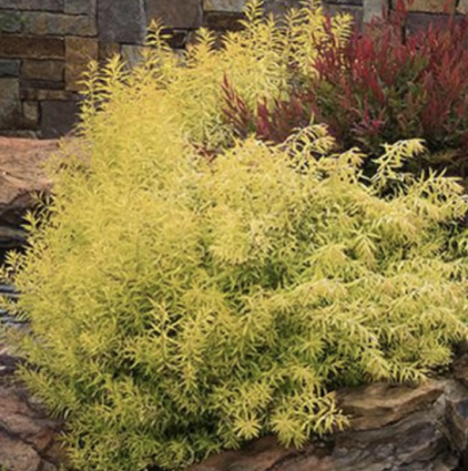 Gold Thread Spirea 2G
