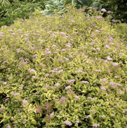Limemound Spirea 2G