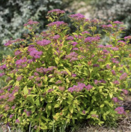 Little Spark Spirea 2G