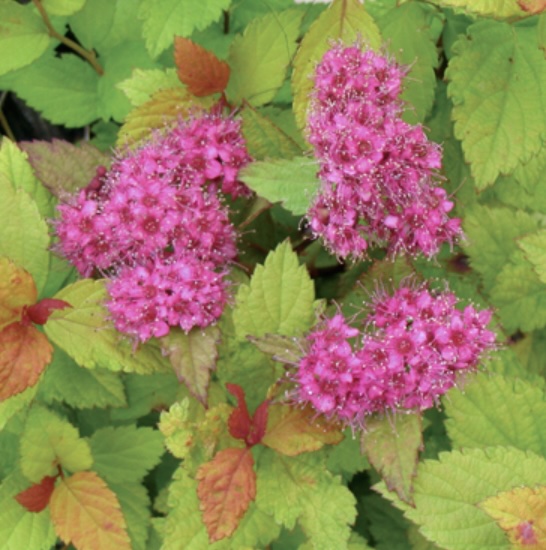 Magic Carpet Spirea 2G