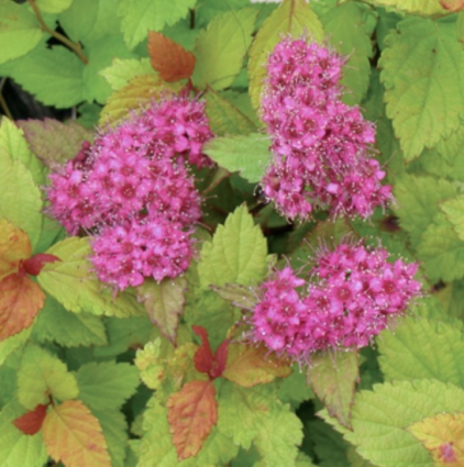 Magic Carpet Spirea 2G