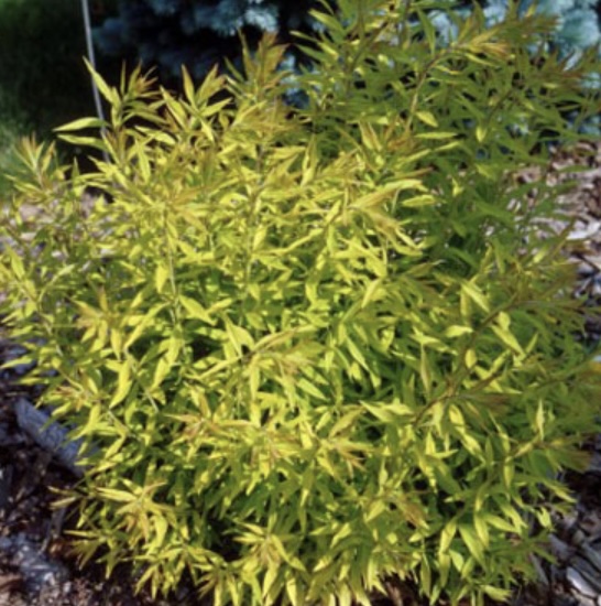 Mellow Yellow Spirea 2G