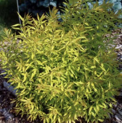 Mellow Yellow Spirea 2G