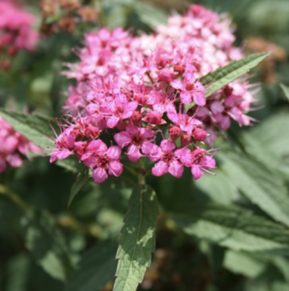 Neon Flash Spirea 2G