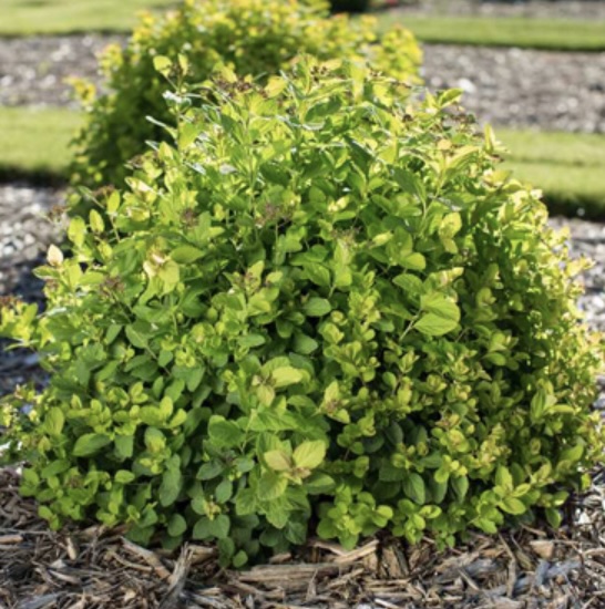 Pink Sparkler Spirea 2G