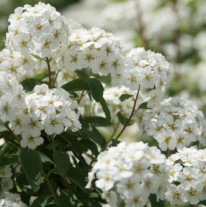 Renaissance Spirea 3-5G
