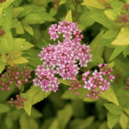 Sundrop Spirea 2G