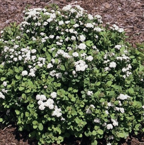 Tor Spirea 3-5G