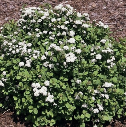 Tor Spirea 3-5G