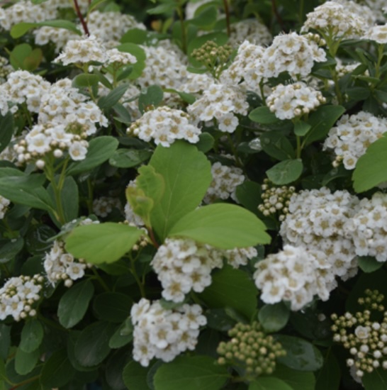White Frost Birchleaf Spirea 2G