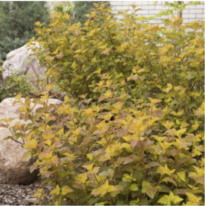 Amber Jubilee Ninebark 2G