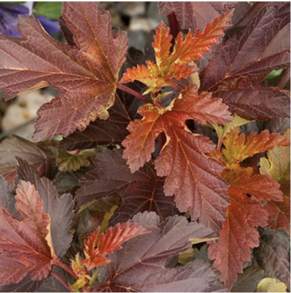 Center Glow Ninebark 2G