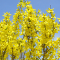 FORSYTHIA, LYNWOOD GOLD 3-5 GAL