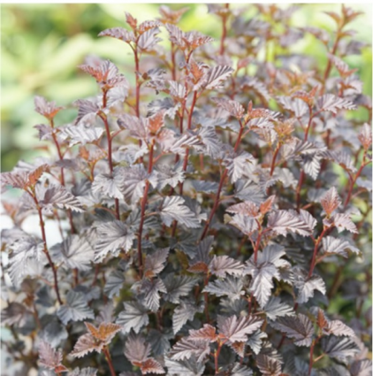 Summer Wine® Black Ninebark 3-5G