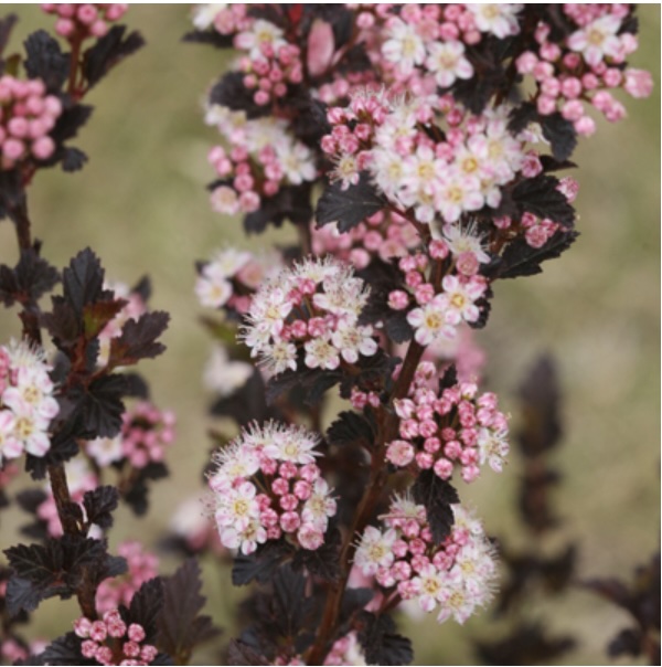 Tiny Wine® Ninebark 3-5G